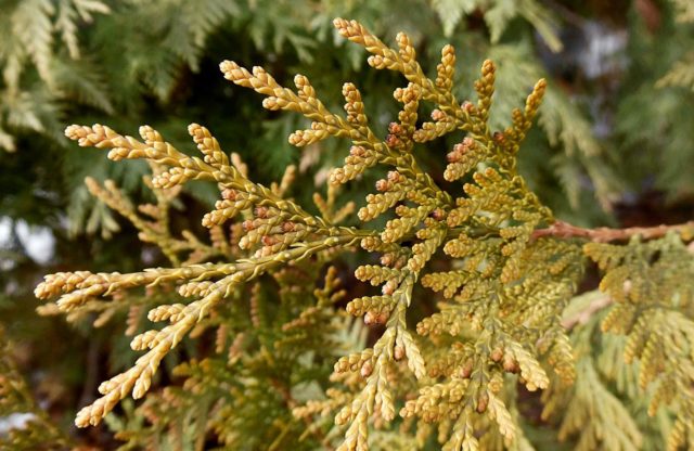 Thuja western Sunkist: description, photo