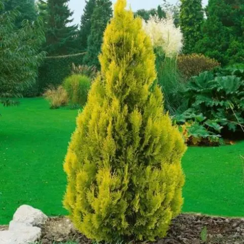 Thuja western Sunkist: description, photo