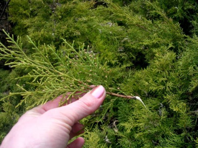 Thuja western Sunkist: description, photo