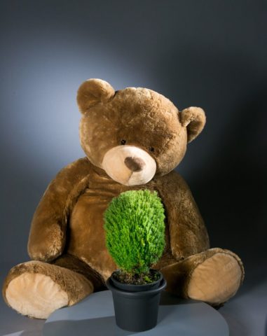 Thuja western Teddy: photo and description, reviews