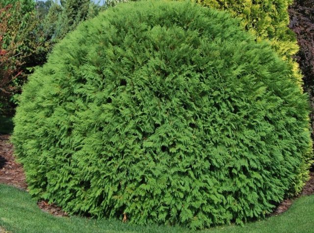 Thuja western Woodwardii (Woodwardii): photo and description, reviews