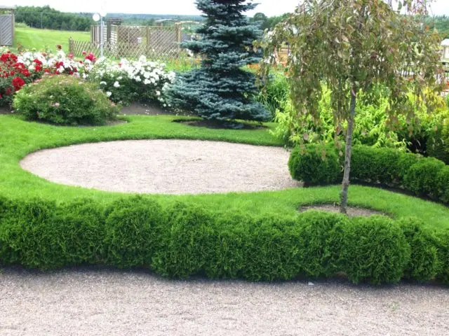 Thuja western Woodwardii (Woodwardii): photo and description, reviews