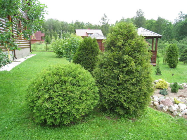 Thuja western Woodwardii (Woodwardii): photo and description, reviews