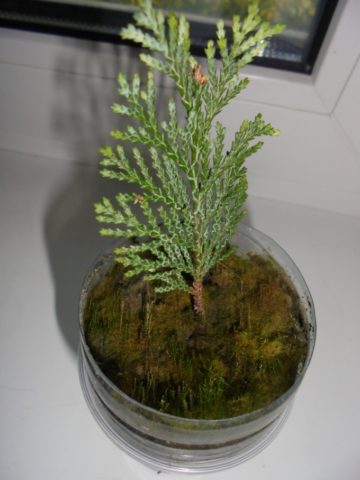 Thuja western Woodwardii (Woodwardii): photo and description, reviews