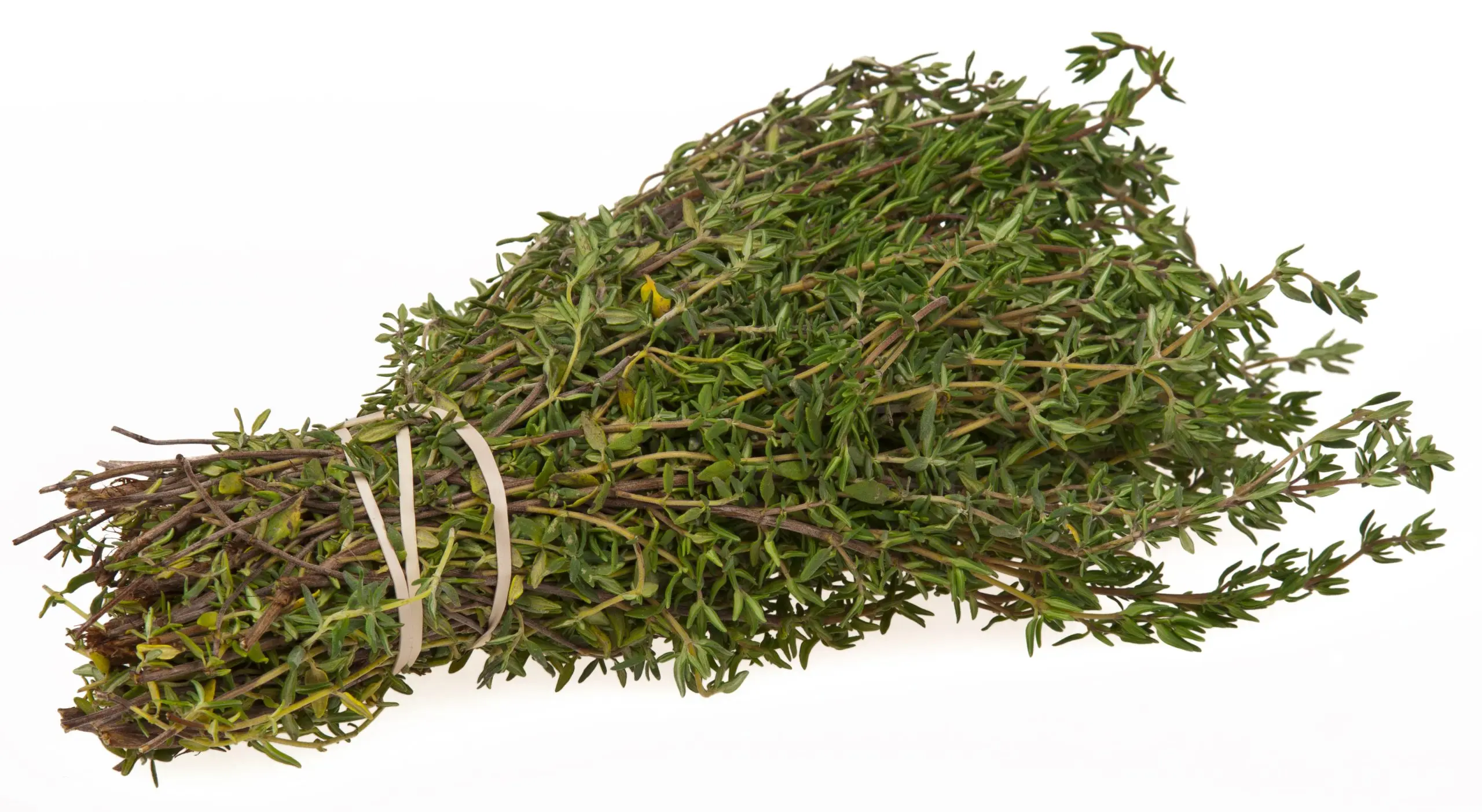 Thyme &#8211; a common herb with many properties