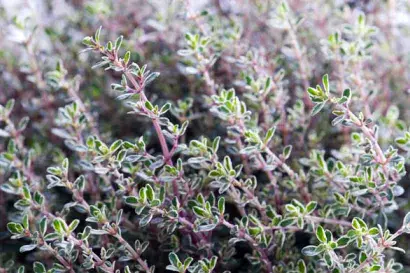 Thyme and coltsfoot &#8211; treatment of infections, precautions. A known combination for throat problems