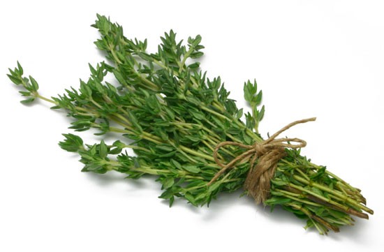 Thyme: growing from seeds in the ground and on the windowsill