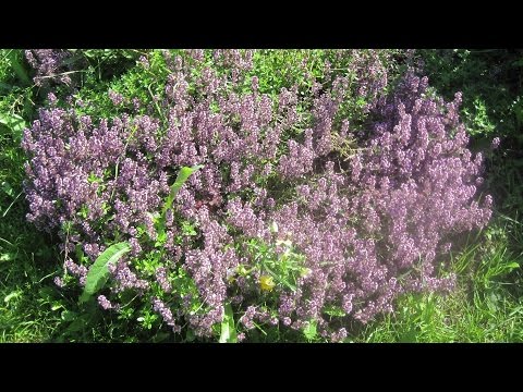 Thyme: growing from seeds in the ground and on the windowsill