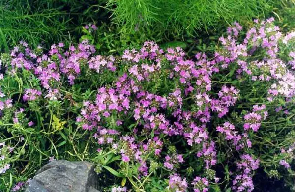 Thyme: growing from seeds in the ground and on the windowsill