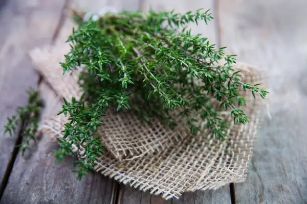 Thyme: growing from seeds in the ground and on the windowsill