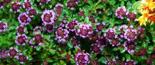 Thyme: growing from seeds in the ground and on the windowsill