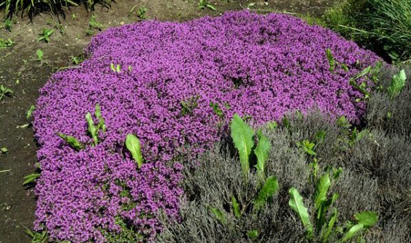 Thyme: growing from seeds in the ground and on the windowsill