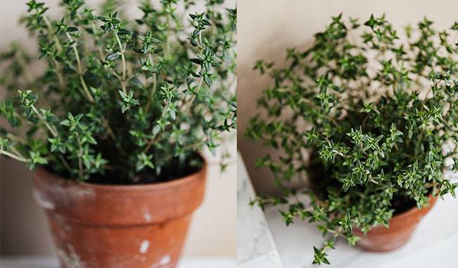 Thyme: growing from seeds in the ground and on the windowsill