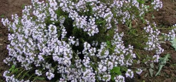 Thyme ordinary: recommendations for growing