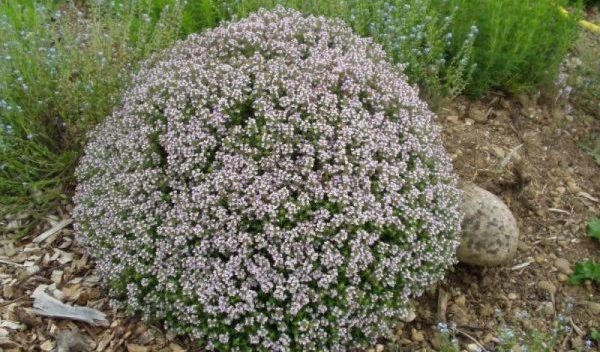 Thyme ordinary: recommendations for growing