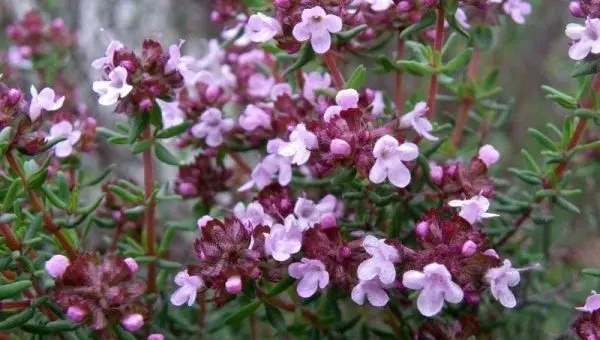 Thyme ordinary: recommendations for growing