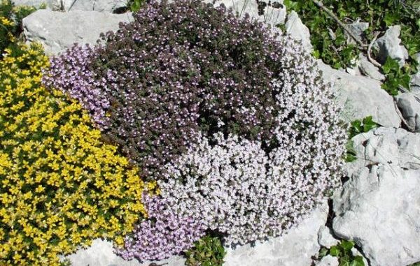 Thyme ordinary: recommendations for growing