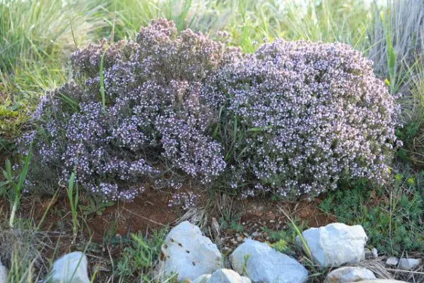 Thyme ordinary: recommendations for growing