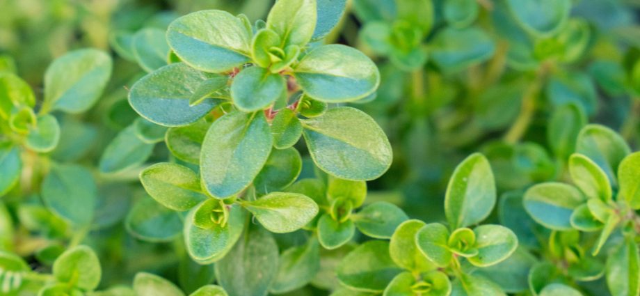 Thyme ordinary: recommendations for growing