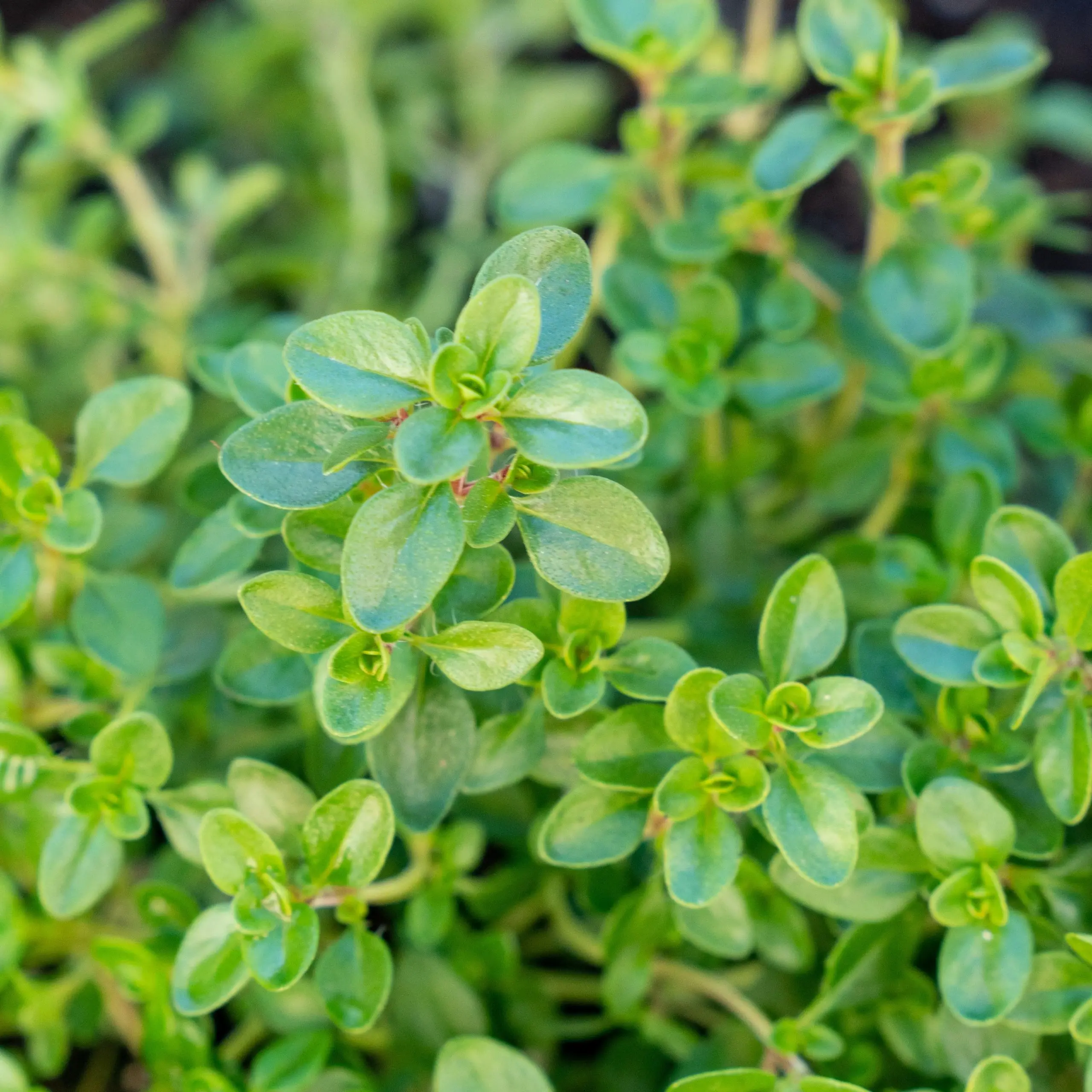 Thyme ordinary: recommendations for growing