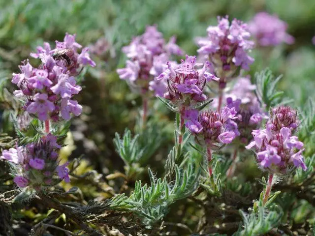 Thyme (thyme) creeping: planting and care in the open field, family, flowering, varieties