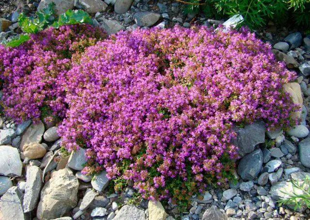 Thyme (thyme) creeping: planting and care in the open field, family, flowering, varieties