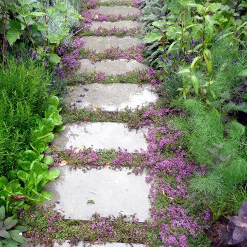 Thyme (thyme) creeping: planting and care in the open field, family, flowering, varieties