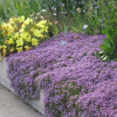 Thyme (thyme) creeping: planting and care in the open field, family, flowering, varieties