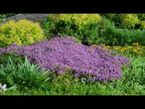 Thyme (thyme) creeping: planting and care in the open field, family, flowering, varieties