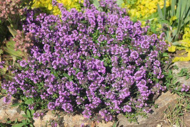 Thyme (thyme) creeping: planting and care in the open field, family, flowering, varieties