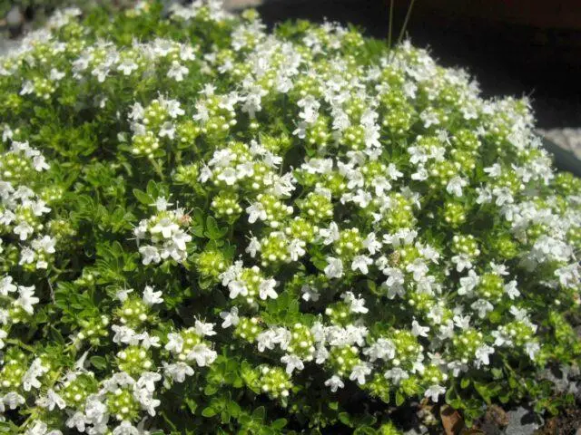 Thyme (thyme) creeping: planting and care in the open field, family, flowering, varieties