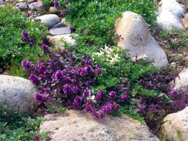 Thyme (thyme) creeping: planting and care in the open field, family, flowering, varieties