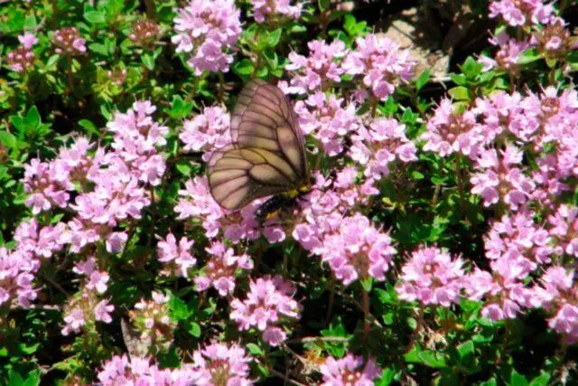 Thyme (thyme) creeping: planting and care in the open field, family, flowering, varieties