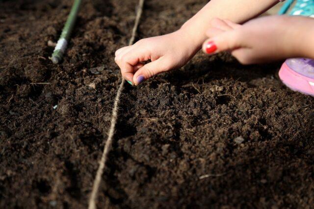 Thyme (thyme) creeping: planting and care in the open field, family, flowering, varieties