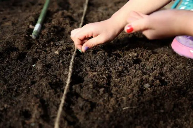 Thyme (thyme) creeping: planting and care in the open field, family, flowering, varieties