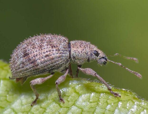 Thyme (thyme): growing from seeds in the open field