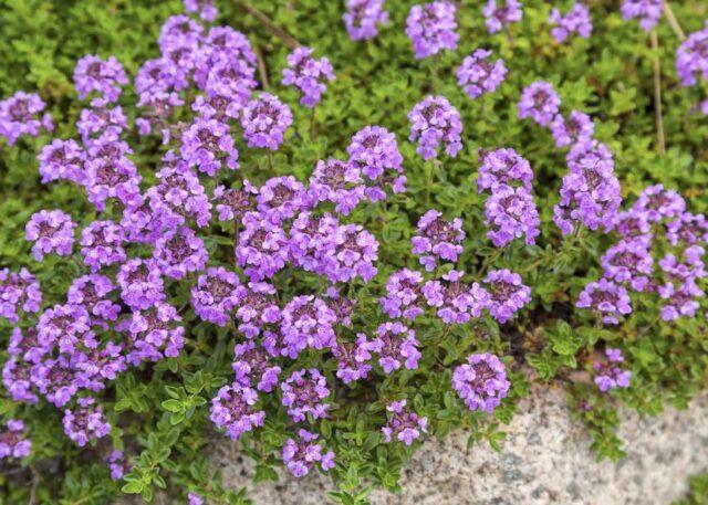 Thyme (thyme): growing from seeds in the open field