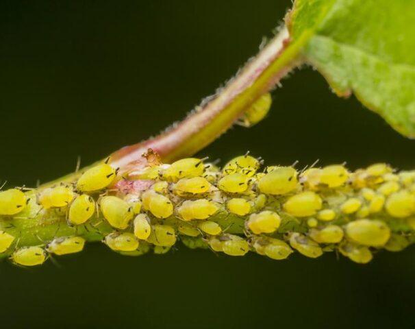 Thyme (thyme): growing from seeds in the open field