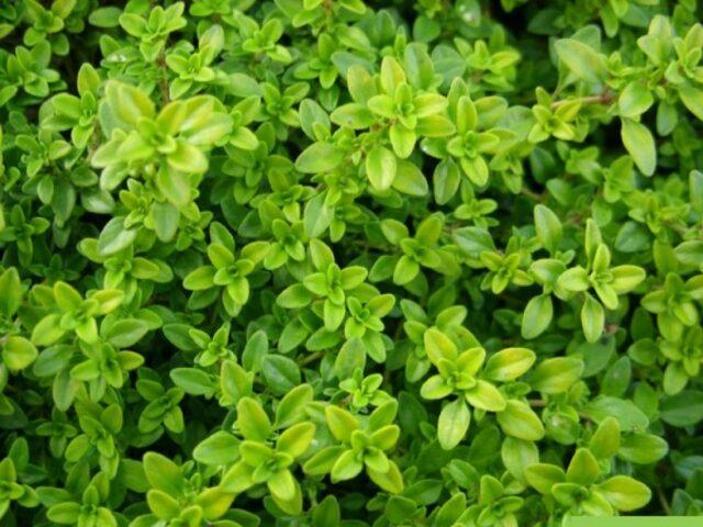 Thyme (thyme) lemon: photo, outdoor cultivation, useful properties