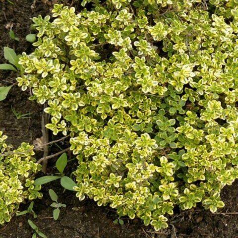 Thyme (thyme) lemon: photo, outdoor cultivation, useful properties