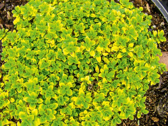 Thyme (thyme) lemon: photo, outdoor cultivation, useful properties