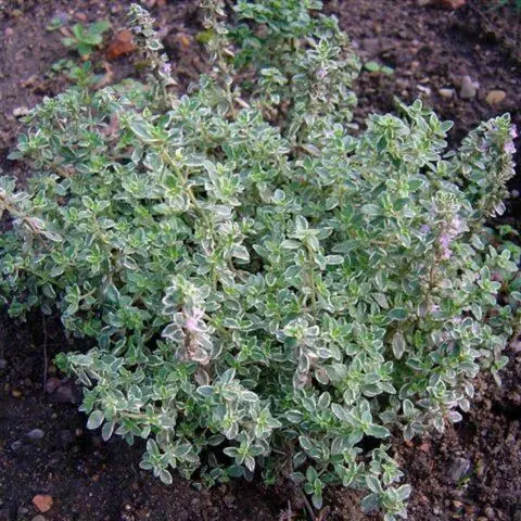 Thyme (thyme) lemon: photo, outdoor cultivation, useful properties