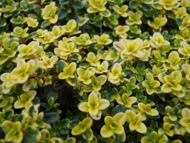 Thyme (thyme) lemon: photo, outdoor cultivation, useful properties