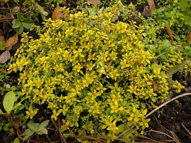 Thyme (thyme) lemon: photo, outdoor cultivation, useful properties