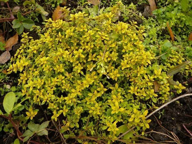 Thyme (thyme) lemon: photo, outdoor cultivation, useful properties