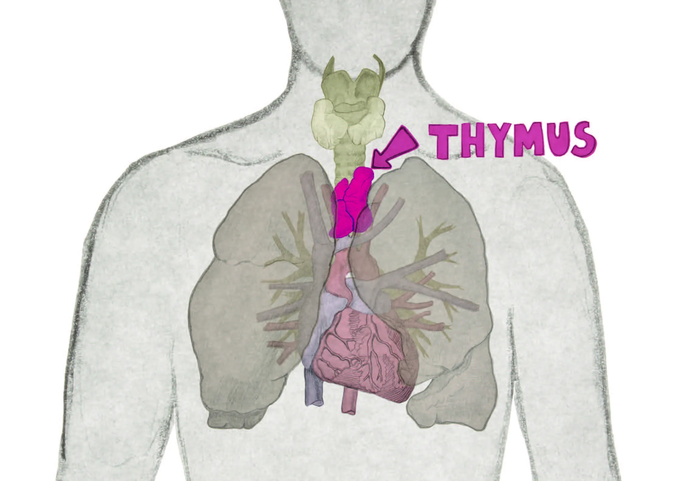 Thymus &#8211; the first organ to grow inside the body