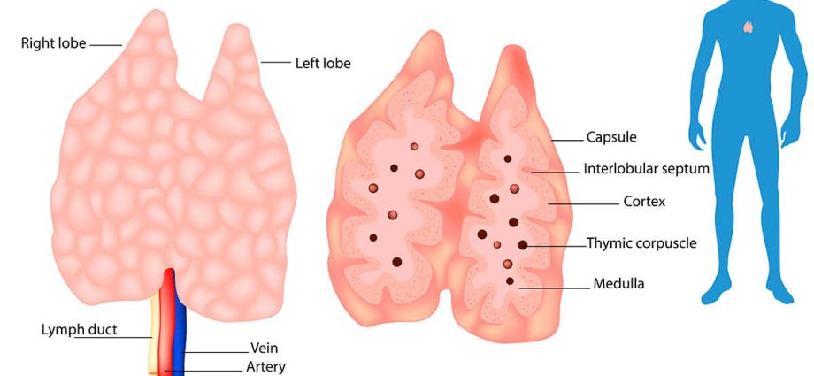 Thymus &#8211; The key to immunity