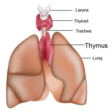 Thymus &#8211; what is it and what are its functions? What is myasthenia gravis?