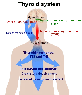 Thyroid &#8211; capricious gland. Why is the thyroid sick?