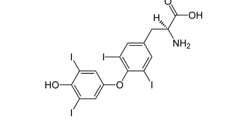 Thyroxine (T4)